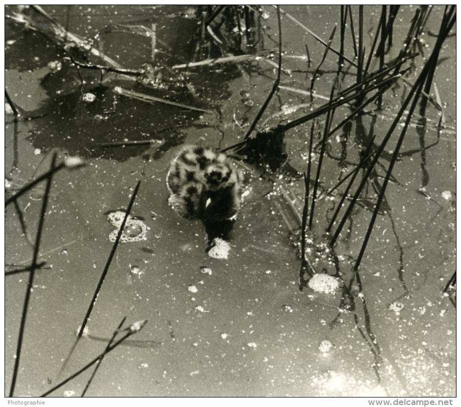 France La Dombes Poussin De Mouette Photographie Animalière Amateur Des Années 1960 - Other & Unclassified