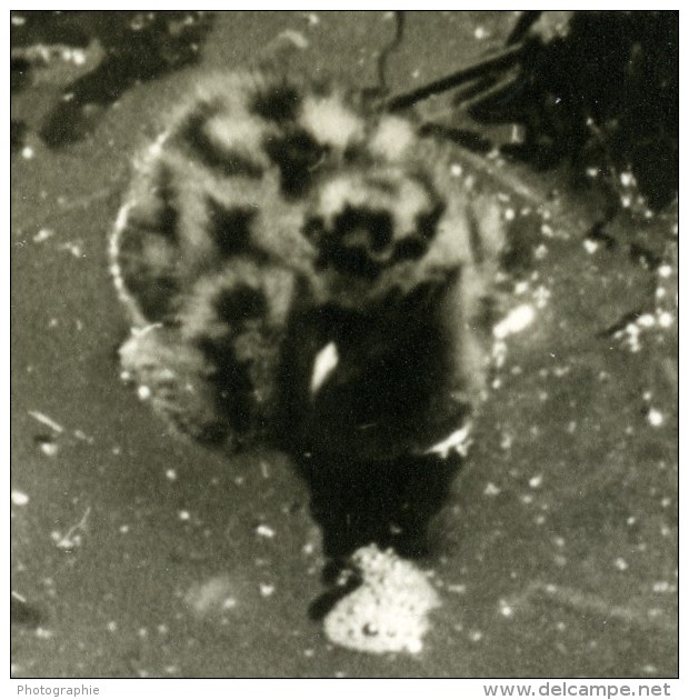 France La Dombes Poussin De Mouette Photographie Animalière Amateur Des Années 1960 - Other & Unclassified