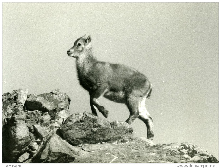 Italie Parc National Grand Paradis Bouquetin Cabri Photographie Animalière Amateur Des Années 1970 - Other & Unclassified