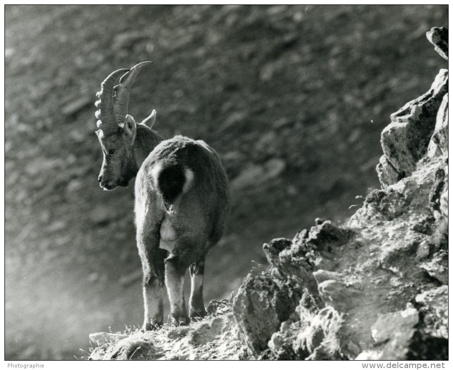 Italie Parc National Grand Paradis Bouquetin Photographie Animalière Amateur Des Années 1970 - Other & Unclassified