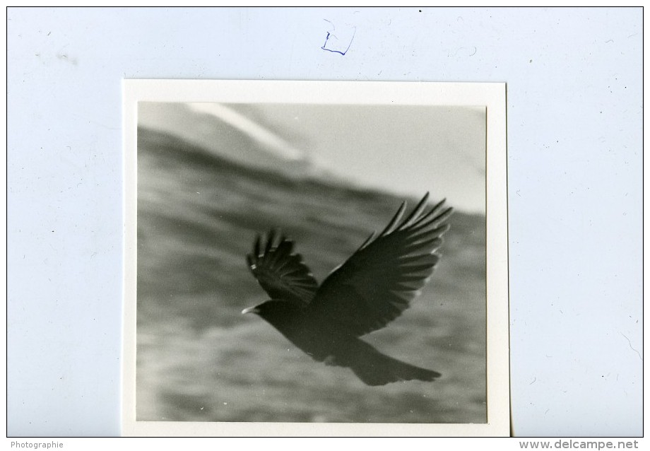 France Corse Grand Paradis Chocard Oiseau Photographie Animalière Amateur Des Années 1970 - Other & Unclassified