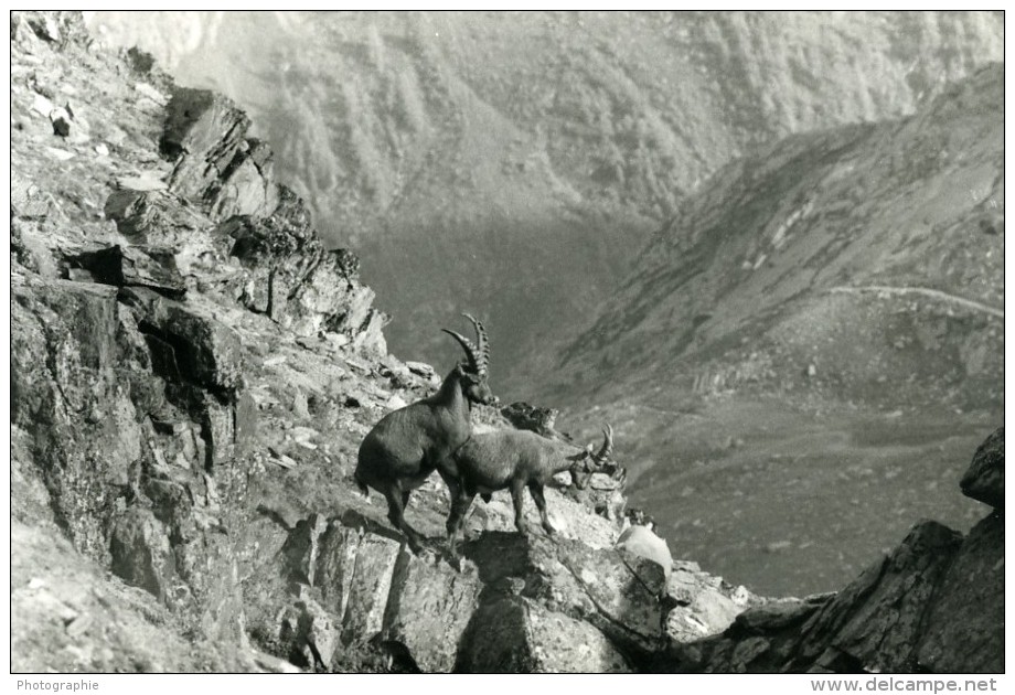 Italie Parc National Grand Paradis Bouquetins Photographie Animalière Amateur Des Années 1970 - Other & Unclassified