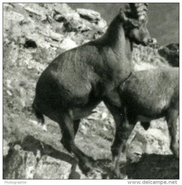 Italie Parc National Grand Paradis Bouquetins Photographie Animalière Amateur Des Années 1970 - Other & Unclassified