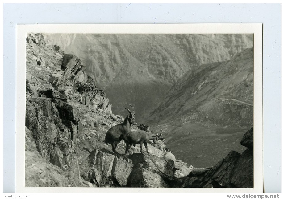 Italie Parc National Grand Paradis Bouquetins Photographie Animalière Amateur Des Années 1970 - Other & Unclassified