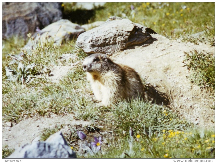 France Marmotte Des Alpes Photographie Couleur Animalière Amateur Des Années 1970 - Other & Unclassified