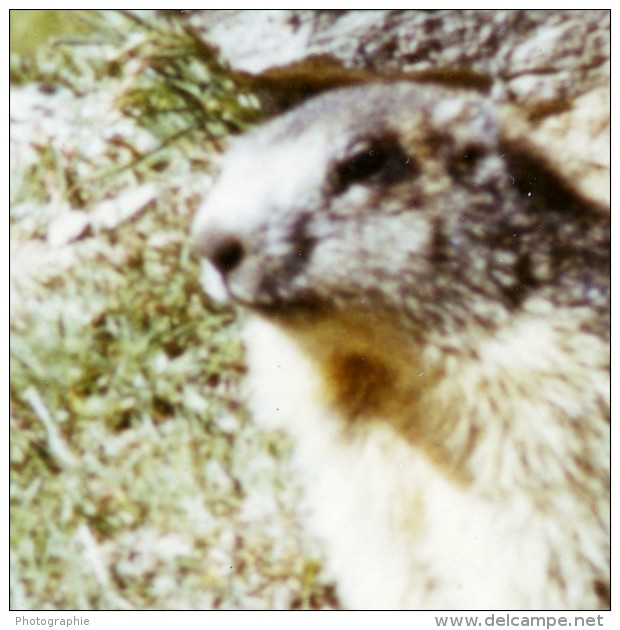 France Marmotte Des Alpes Photographie Couleur Animalière Amateur Des Années 1970 - Other & Unclassified