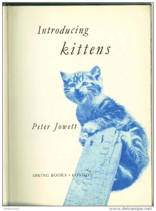 GATTI RARO LIBRO VINTAGE INTRODUCING KITTENS DI PETER JOWETT PER SPRING BOOKS LONDON 1961 - Animali Da Compagnia