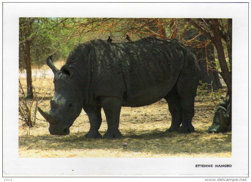Animals > Rhinoceros.Cote D'Ivoire - Rhinocéros