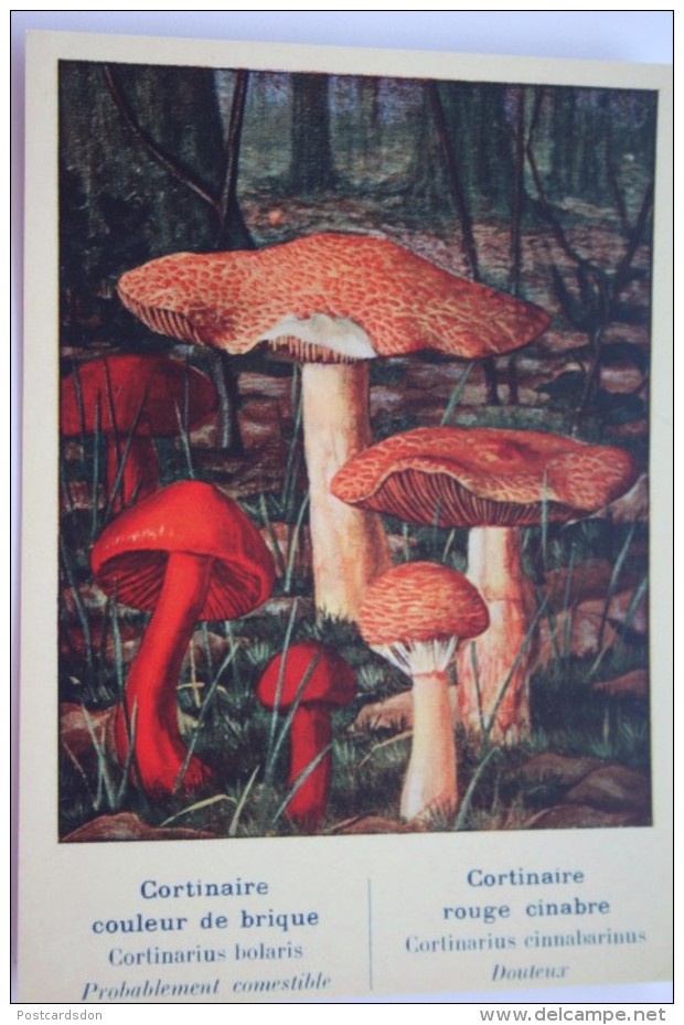 Cortinarius Bolaris & C. Cinnab  MUSHROOMS -  Mushroom - Champignon - Printed In Ukraine ("Moya Lystivka" Edition), 2014 - Champignons