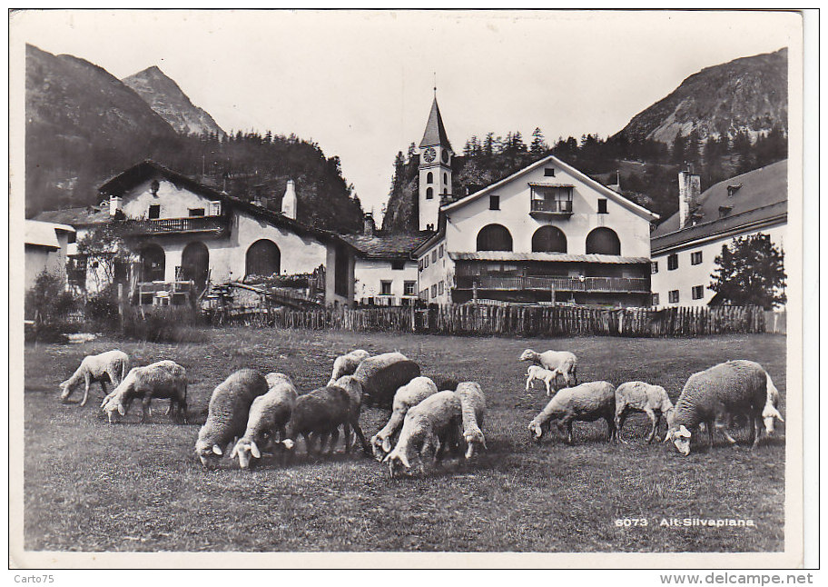 Suisse - Alt-Silvaplana - Village - Moutons - RARE - Silvaplana