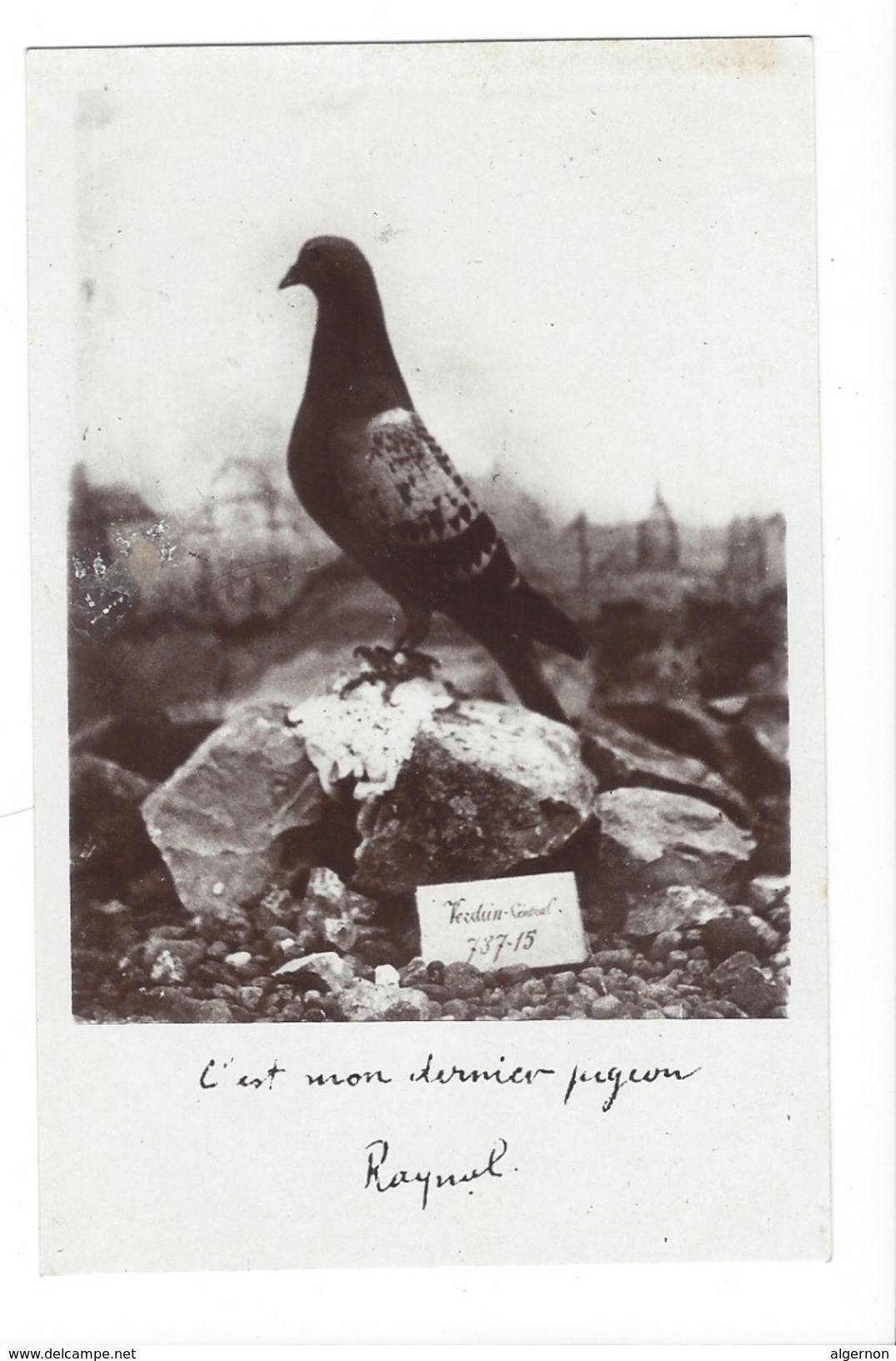 14963  -  C'est Mon Dernier Pigeon Raynal  Colombogramme Commandant Raynal - Oorlog 1914-18