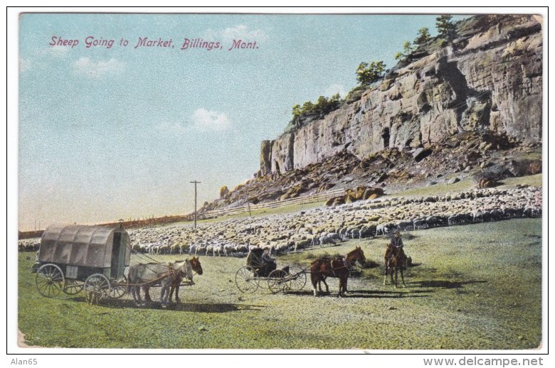 Billings Montana, Sheep Going To Market, Peck Idaho Doane Cancel Postmark, C1900s Vintage Postcard - Billings