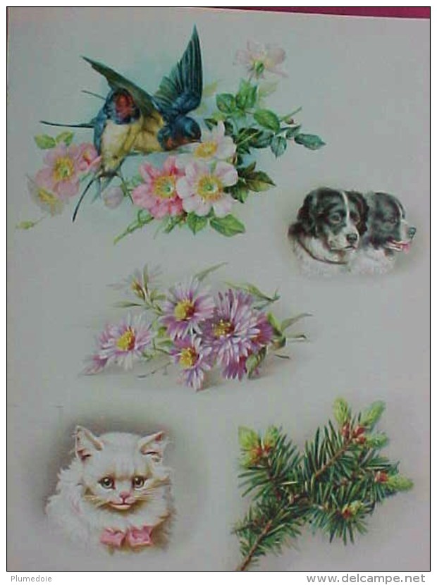 CHROMO XIX ° CHAT BLANC OISEAUX CHIENS , FLEURS , Old , WHITE CAT , DOGS  FLOWERS KATZE  Recto Verso  Prix Fixe - Animals
