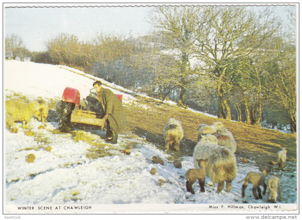 Chawleigh: TRACTOR, FARMER, SHEEP, LAMBS - Winter Scene - (Devon, England) - Tractors