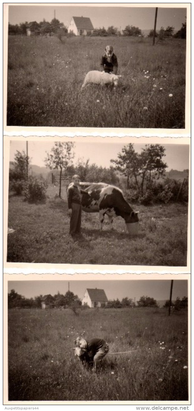 3 Photos Originales Ferme - Gamin & Animaux De Ferme, Câlin Au Mouton Et Nourrissage De Vache - Pâquerettes En 1956 - Personnes Anonymes