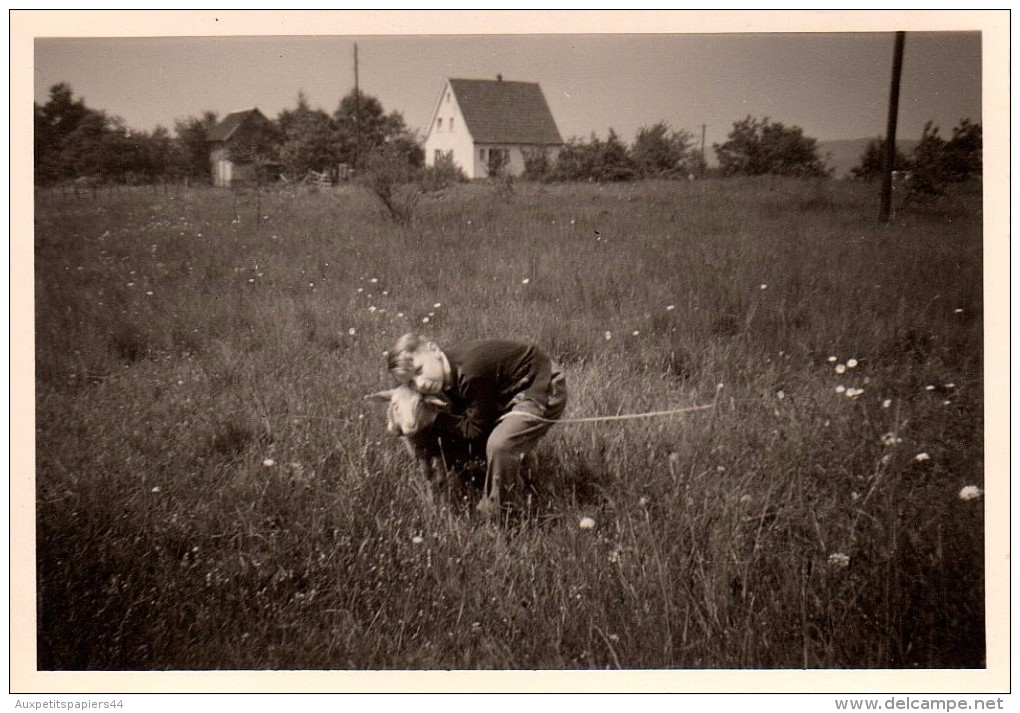 3 Photos Originales Ferme - Gamin & Animaux De Ferme, Câlin Au Mouton Et Nourrissage De Vache - Pâquerettes En 1956 - Personnes Anonymes