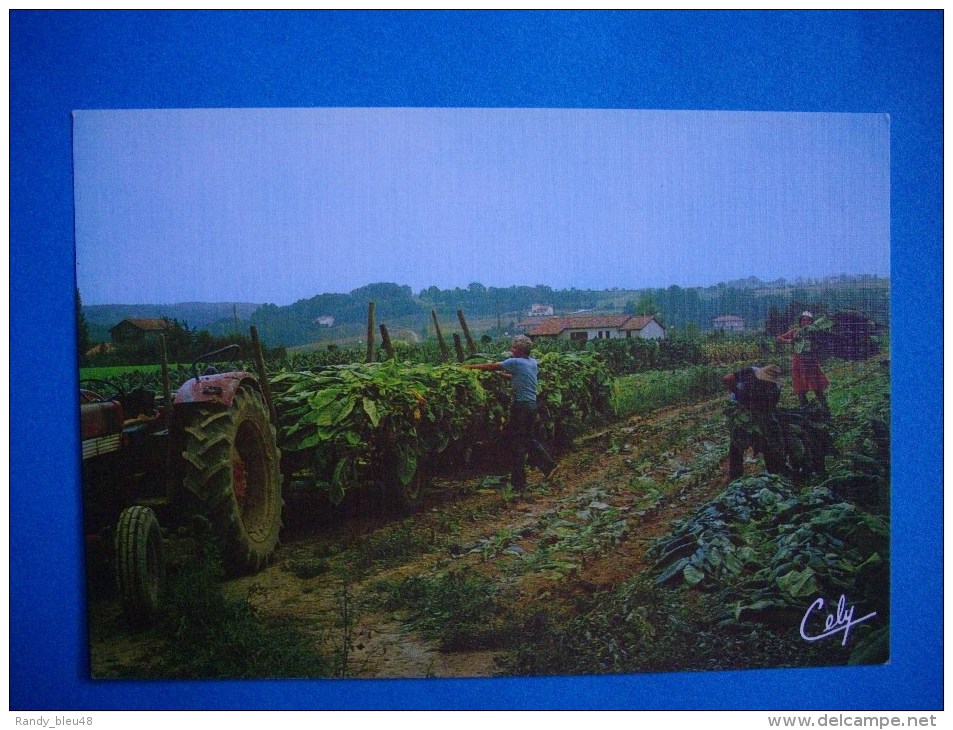 AGRICULTURE  -  La Récolte Du Tabac - Cultures