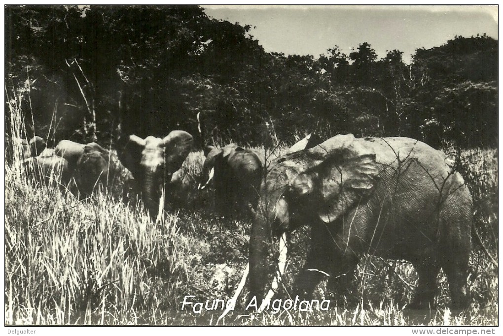 Fauna Angolana - Angola