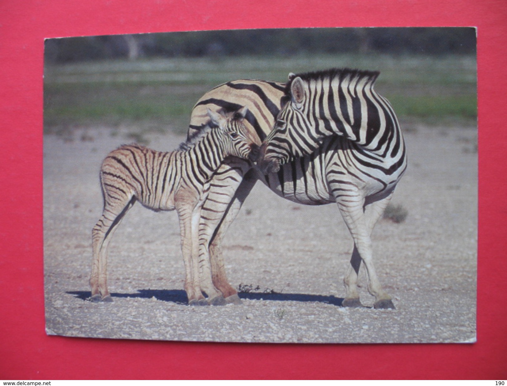 Burchell"s Zebras In The Etosha National Park.Butterfly Stamp - Namibie