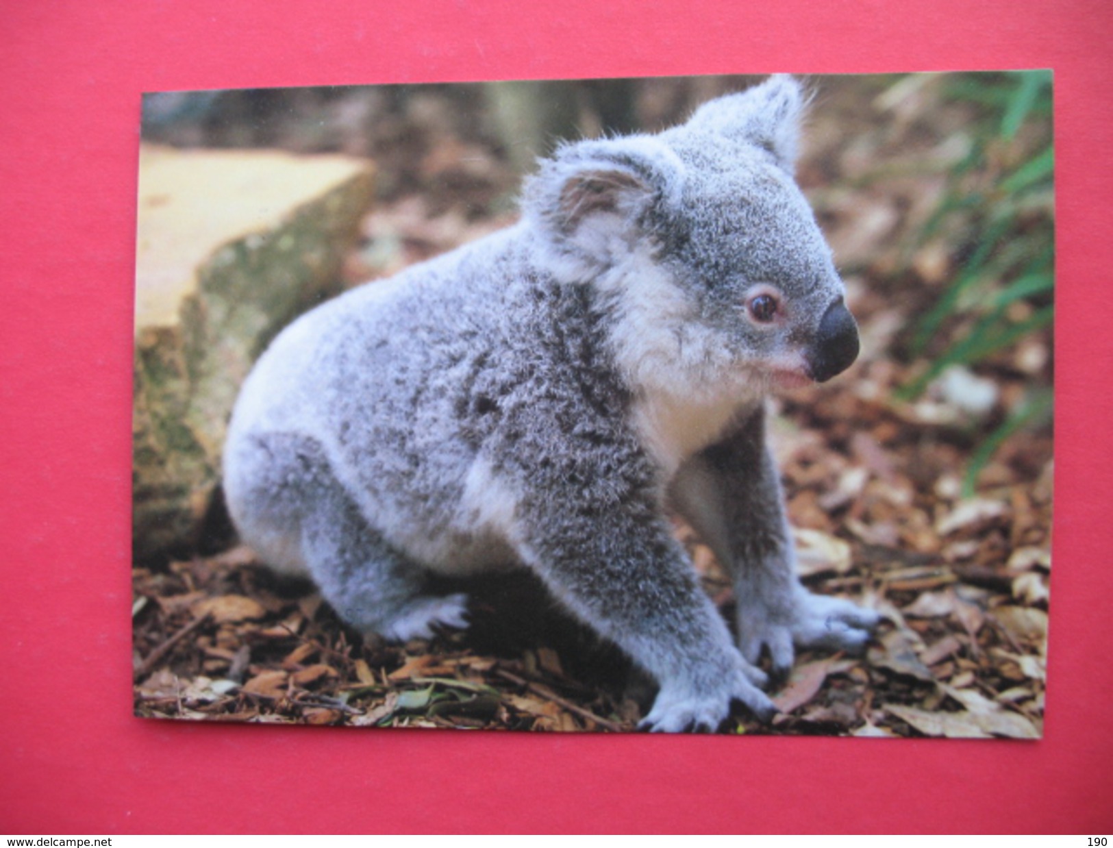 Koala - Outback