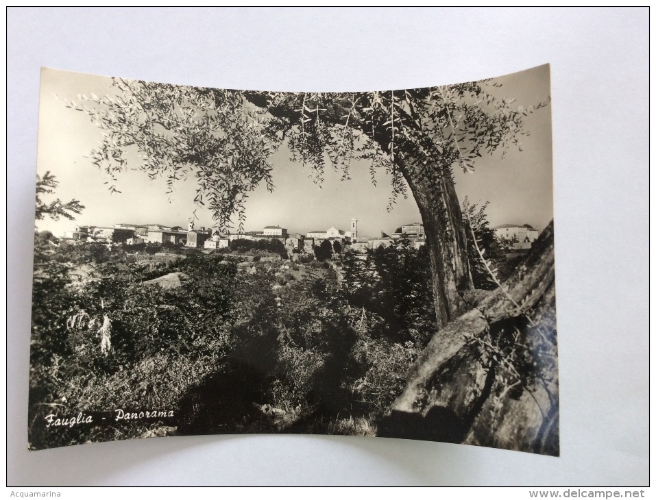 FAUGLIA - Panorama - Cartolina FG BN V 1955 - Altri & Non Classificati