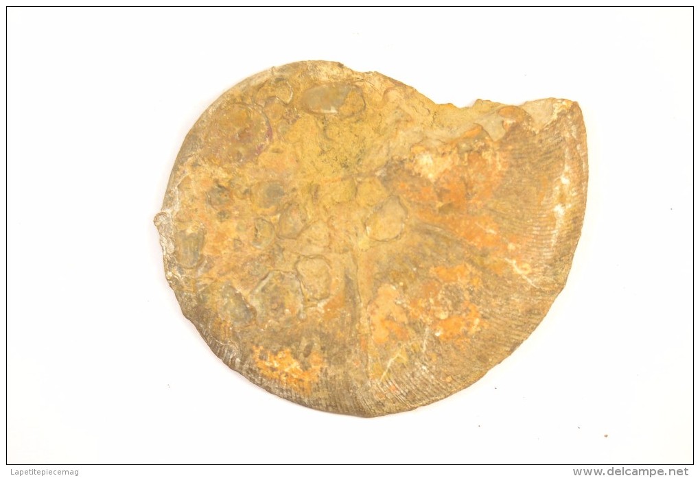 Fossile Ammonite Sciée 8cm De Diamètre Environ - Fossils