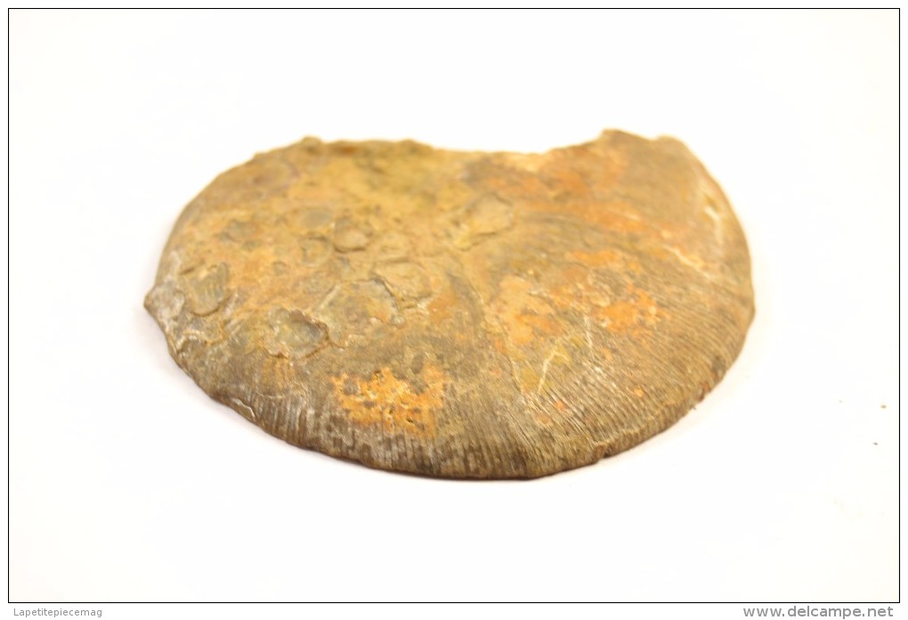 Fossile Ammonite Sciée 8cm De Diamètre Environ - Fossilien