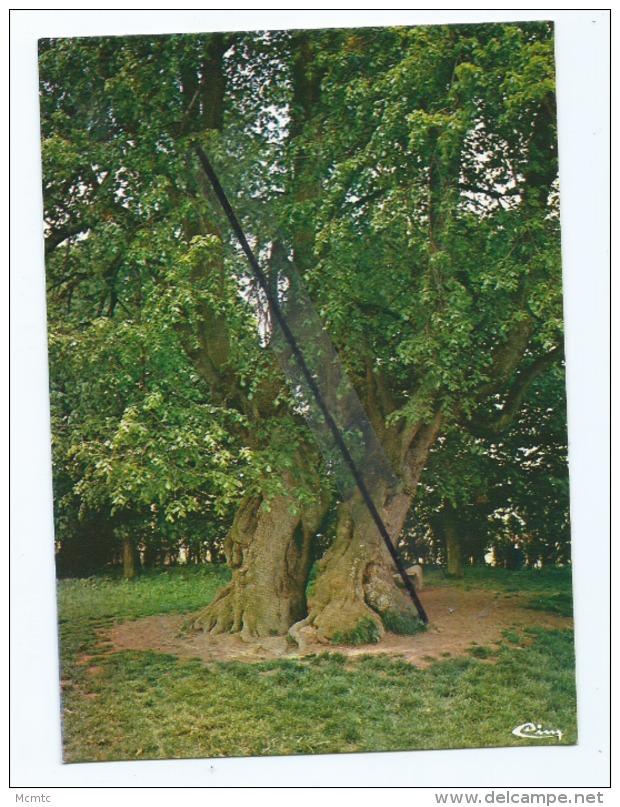 CPM  -  Lucheux  -    L´Arbre Des Epousailles - Lucheux