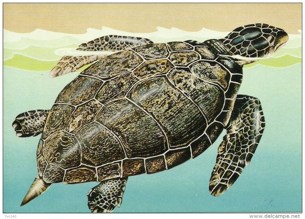 Turkey; 1989 Postcard "Turtle Caretta Caretta" - Schildpadden