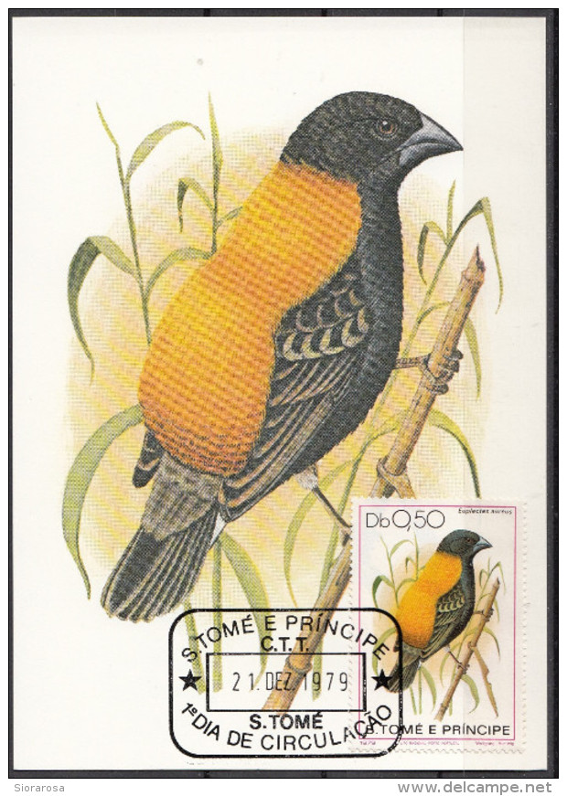 542 S. Tomè E Principe 1979 Birds FDC Euplectes Passeri Uccelli Tropicali Maximum Card Maxi - Moineaux
