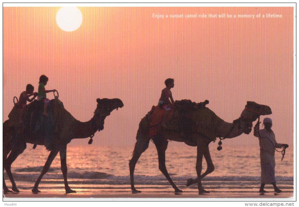 United Arab Emirates - Dubai - A Sunset Camel Ride - Camels - Emirats Arabes Unis