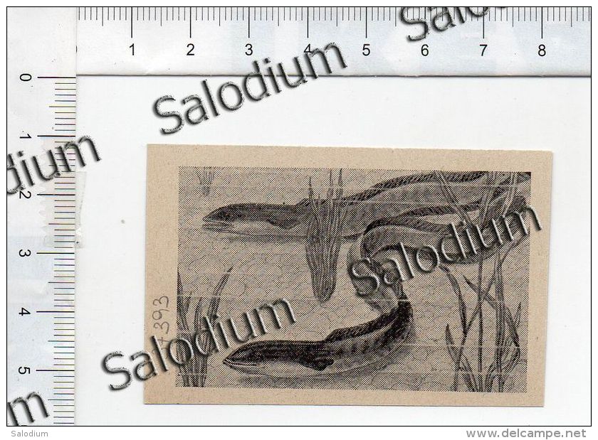 ANGUILLA PESCE FISCH Eel - Incisione - Immagine Ritagliata Da Pubblicazione Originale D´epoca - Other & Unclassified