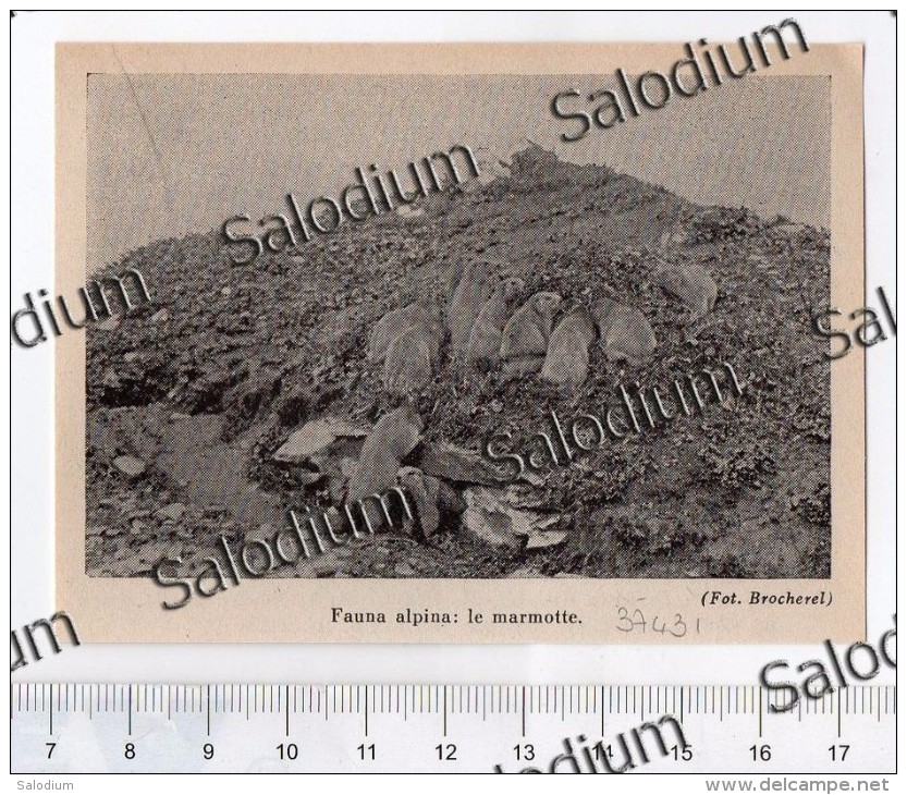 Alpi Fauna Marmotte Marmotta Marmot  - Immagine Ritagliata Da Pubblicazione Originale D´epoca - Altri & Non Classificati