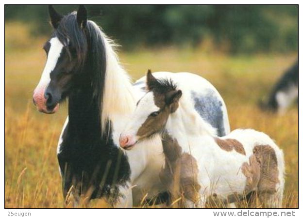 HORSES / PFERDE / CHEVAUX /    POSTCARD  UNUSED     ( H  4559 ) - Pferde