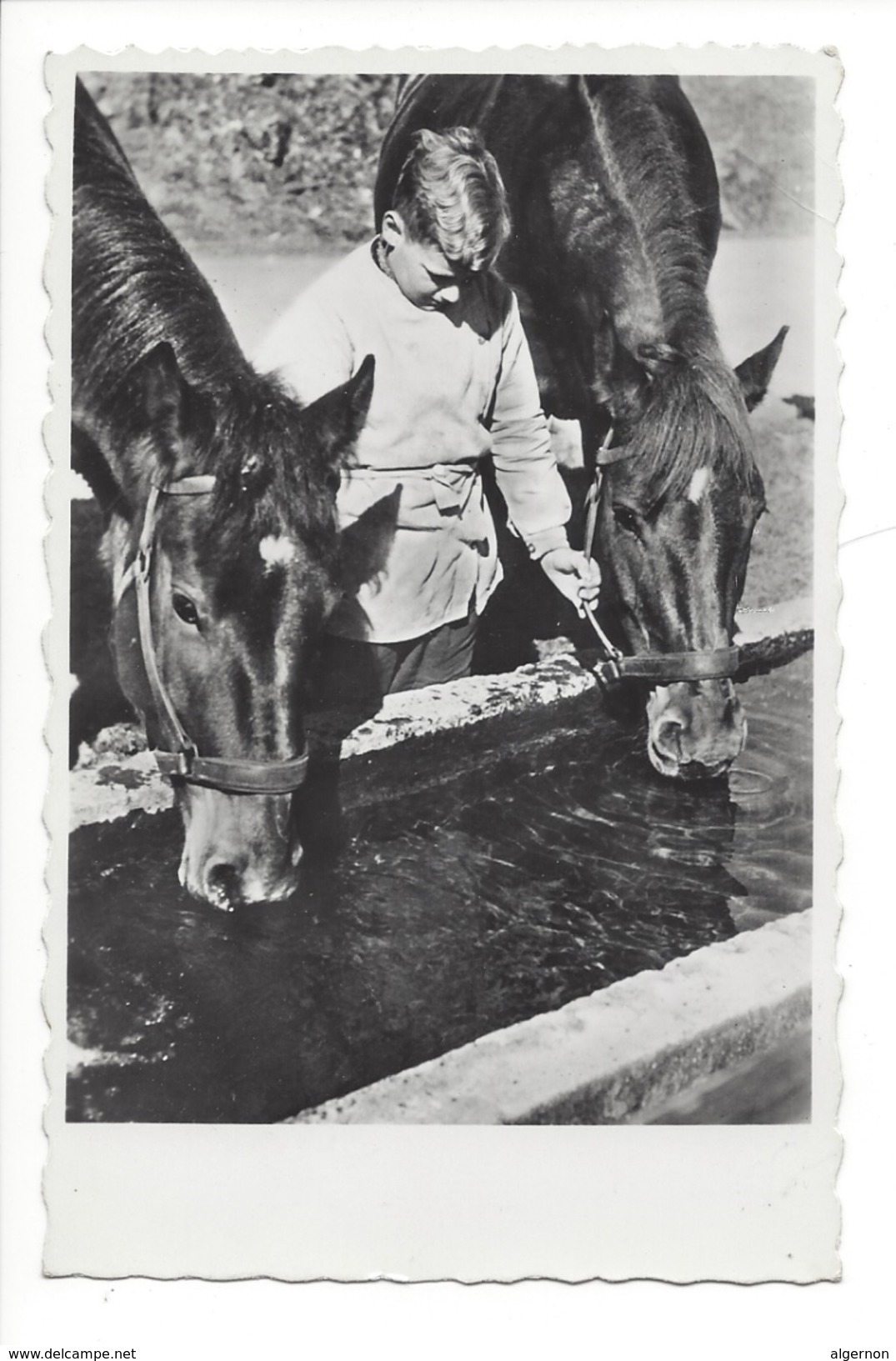 15030 - Chevaux à La Fontaine Avec Jeune Homme Journée Mondiale De Bonté Envers Les Animaux - Non Classés