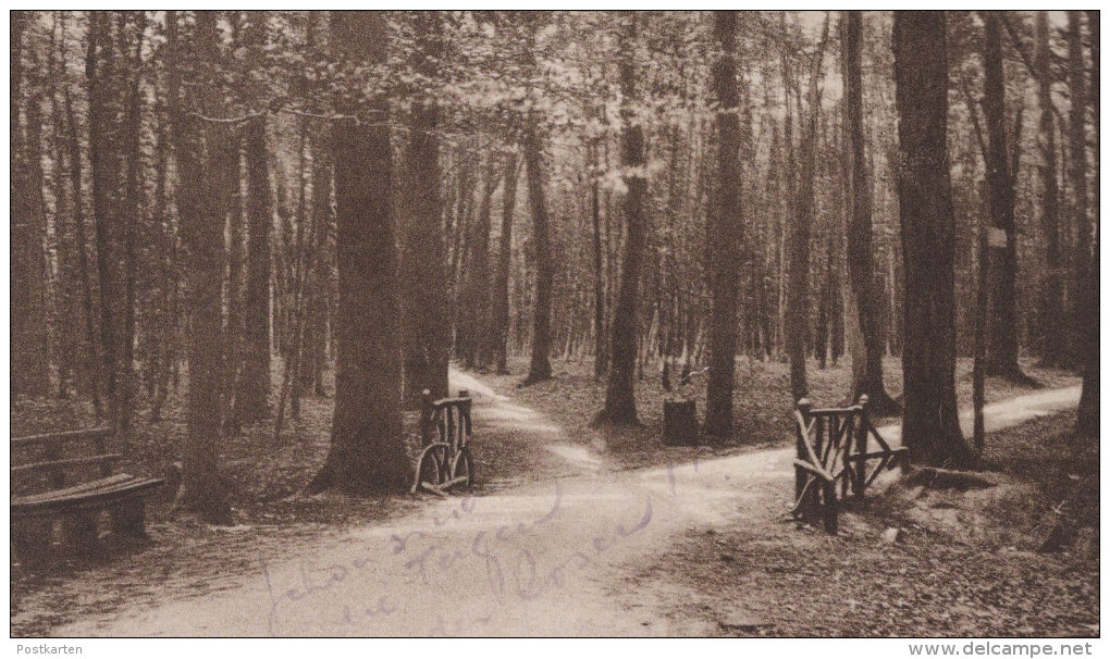 ALTE POSTKARTE UELZEN WALDPARTIE Wald Bäume Holz Forest Ansichtskarte Postcard AK Cpa - Uelzen