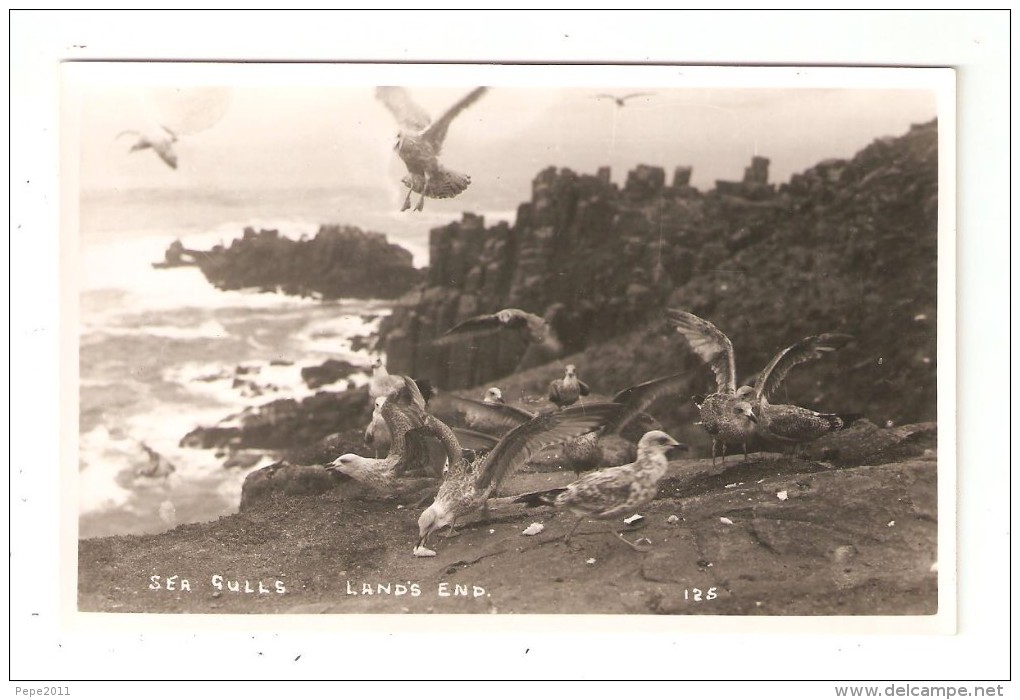 CPA Royaume Uni  Cornwall  LAND'S END Sea Gulls Mouettes - Land's End