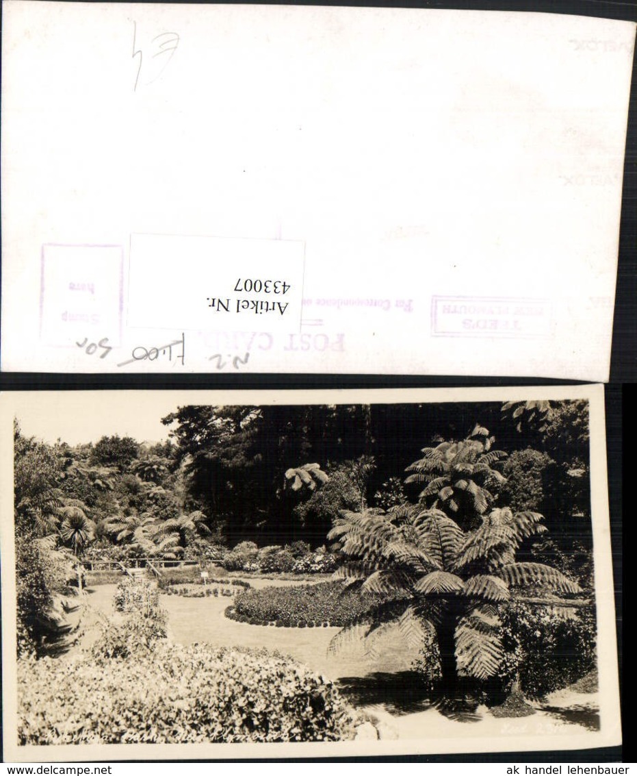 433007,New Zealand Neuseeland New Plymouth Park Garten Palme - Other & Unclassified