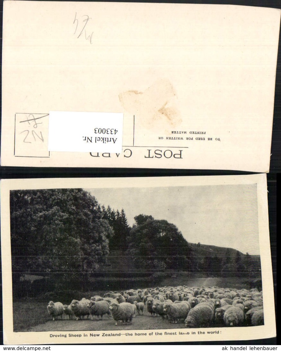 433003,New Zealand Neuseeland Droving Sheep Schafherde Schafe - Sonstige & Ohne Zuordnung