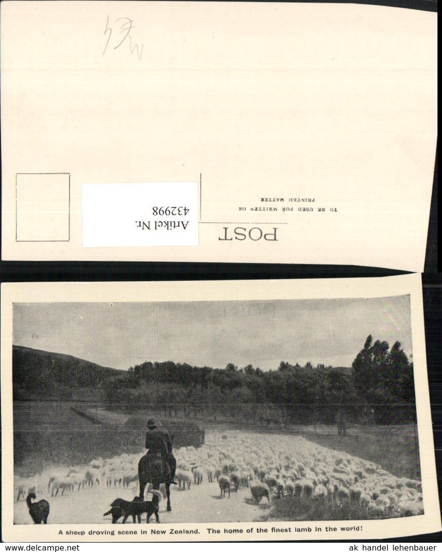 432998,New Zealand Neuseeland Droving Sheep Schafherde Schafe Hirte Sch&auml;fer Pferd - Sonstige & Ohne Zuordnung