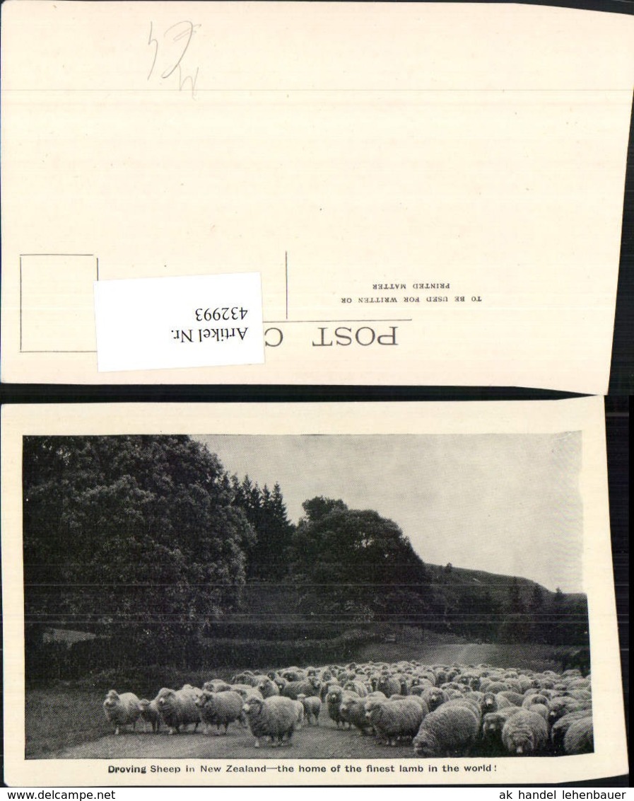 432993,New Zealand Neuseeland Droving Sheep Schafherde Schafe - Sonstige & Ohne Zuordnung