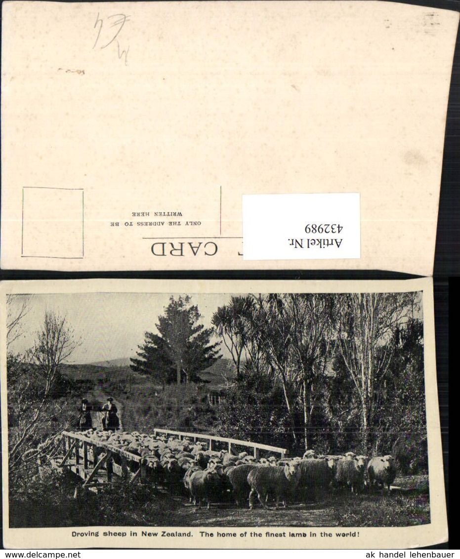 432989,New Zealand Neuseeland Droving Sheep Schafherde Schafe - Sonstige & Ohne Zuordnung