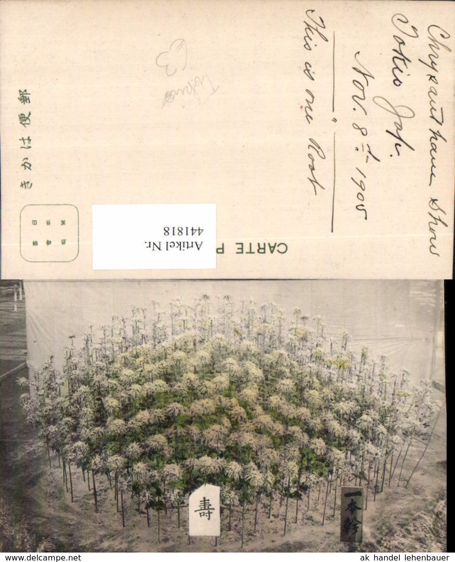 441818,Japan Tokio Tokyo Pflanzen - Sonstige & Ohne Zuordnung