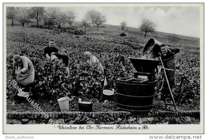 Wein Rüdesheim (6220) Weinlese Bei Hermani Ansichtskarte I-II Vigne - Unclassified