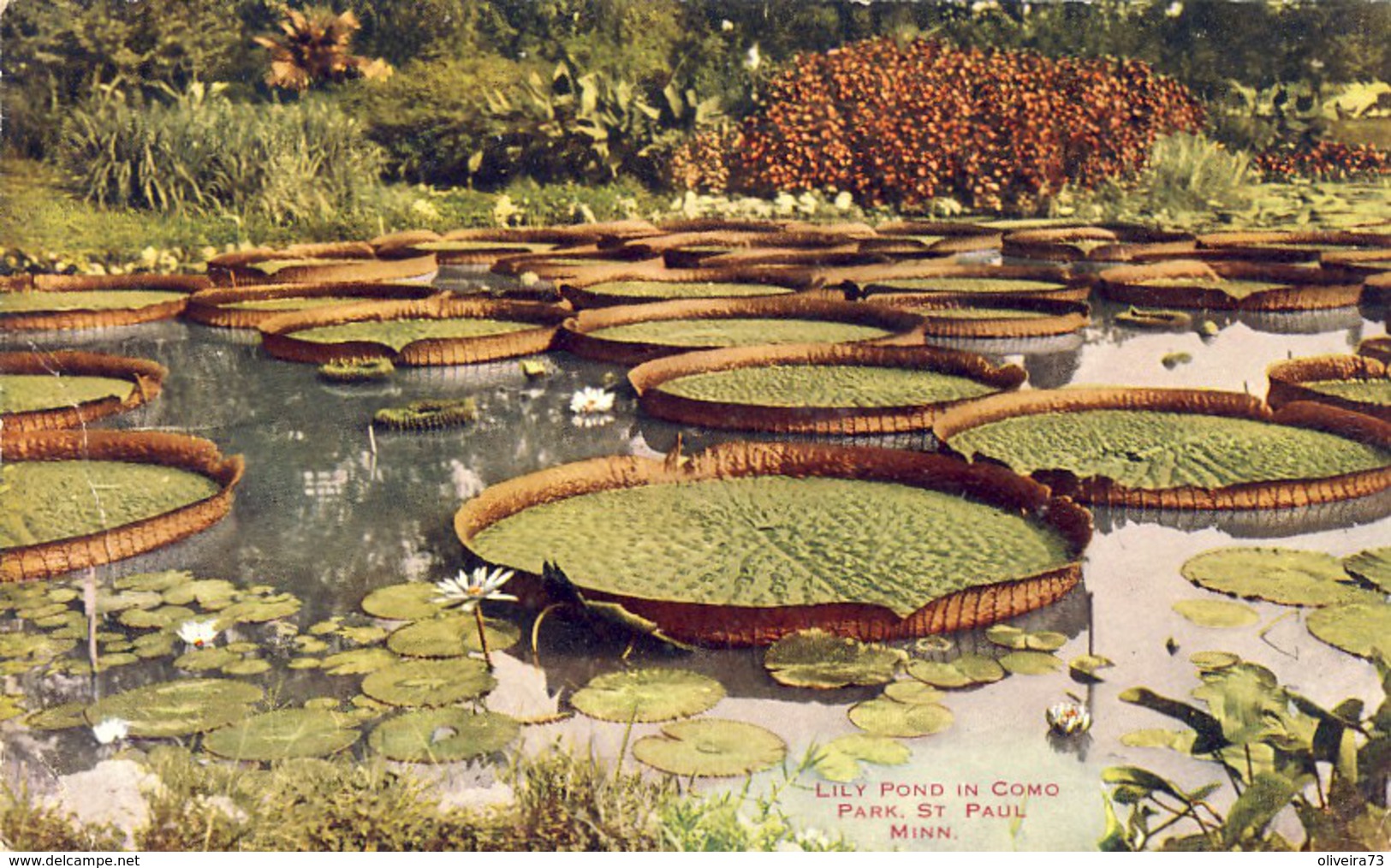 ST. PAUL. MINN. LILY POND IN, COMO PARK, 2 Scans - St Paul