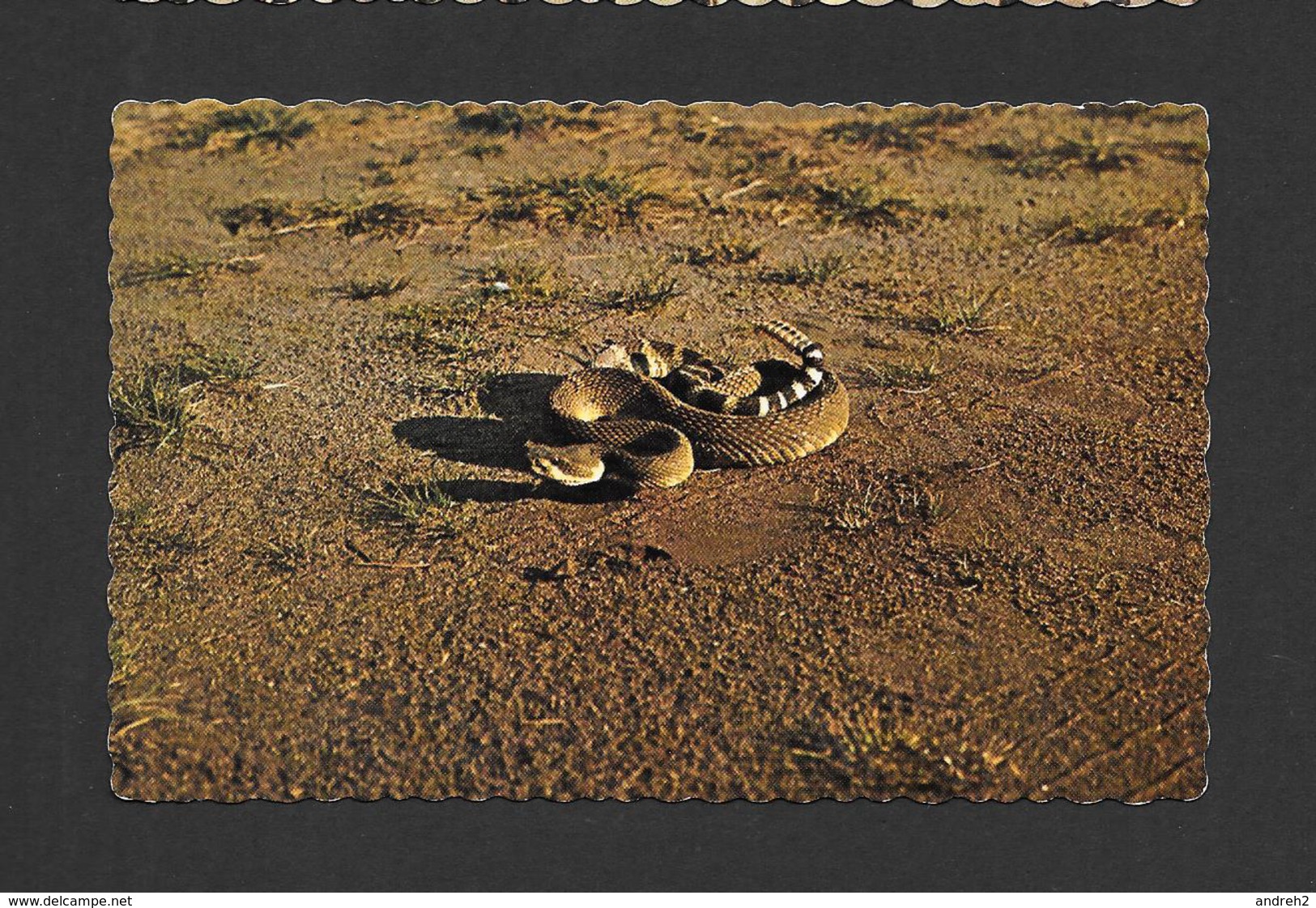 ANIMAUX - ANIMALS - RATTLESNAKE - SERPENT À SONNETTE - PHOTO BY K. BUCHANAN - Autres & Non Classés