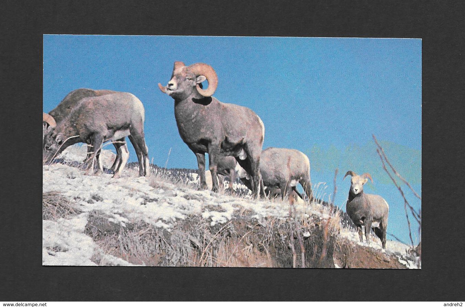 ANIMAUX - ANIMALS - ROCKY MOUNTAIN BIGHORN SHEEP - MOUFLON D'AMÉRIQUE - PHOTOGRAPH BY JIMMIE SHAW - Autres & Non Classés