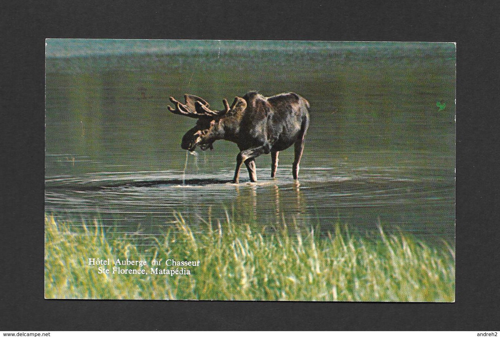 ANIMAUX - ANIMALS - ORIGNAL DANS UN ÉTANG D'EAU - MOOSE - PAR HÔTEL AUBERGE DU CHASSEUR STE FLORENCE MATAPÉDIA - Autres & Non Classés