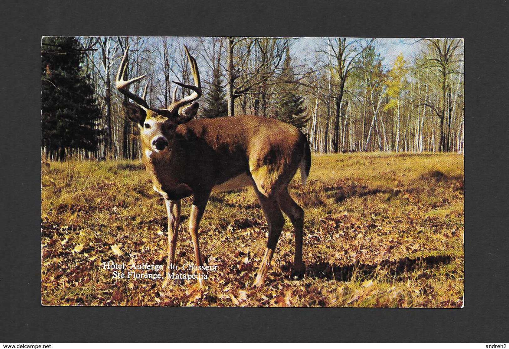 ANIMAUX - ANIMALS - CHEVREUIL MÂLE - PAR HÔTEL AUBERGE DU CHASSEUR STE FLORENCE MATAPÉDIA - Autres & Non Classés