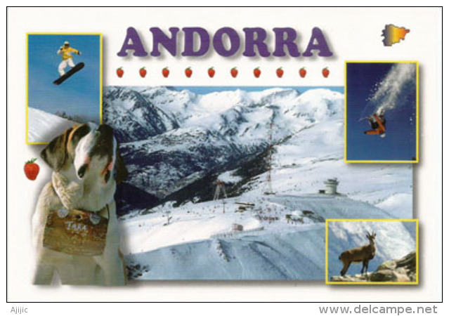 Souvenirs D'Andorre L'hiver, Chien St Bernard, Carte Postale Neuve, Non Circulée. - Andorra